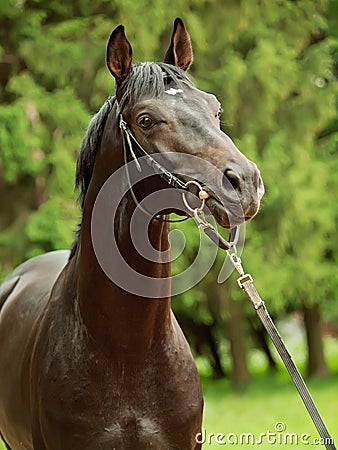 Portrait of amazing black horse Stock Photo