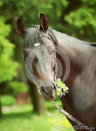 Portrait of amazing black horse with leaves Stock Photo