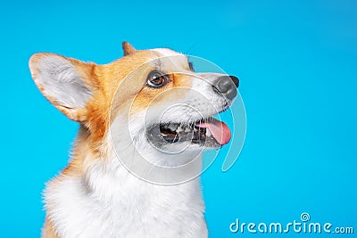 Portrait of amazing healthy and happy smart pembroke welsh corgi in the photo studio on the blue background Stock Photo