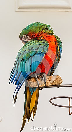 Portrait of Amazon macaw parrot Stock Photo