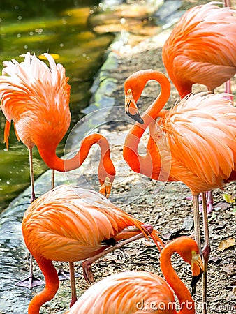 Portrait of American Flamingos Stock Photo