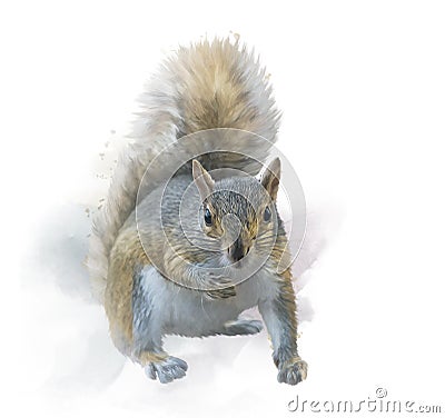 American gray squirrel on white background. watercolor painting Stock Photo