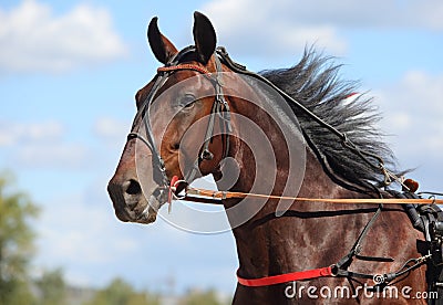 Portrait of american horse trotter breed on hippodrome Stock Photo