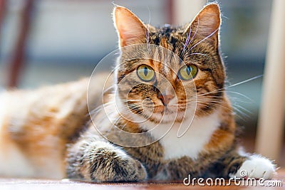 Portrait of an american shorthair tough cat Stock Photo