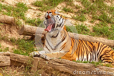 Portrait of an amur tiger in a zoo while yawning Stock Photo