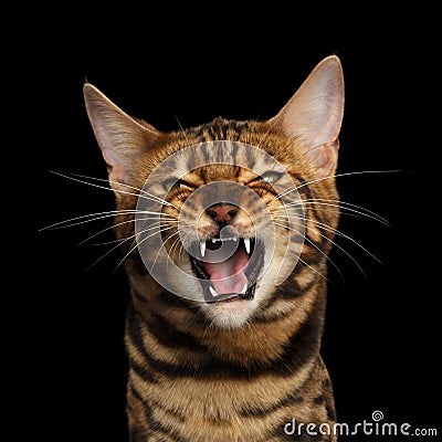 Bengal cat isolated on black background Stock Photo