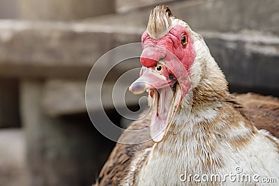 Portrait of an angry muscovy duck male Stock Photo