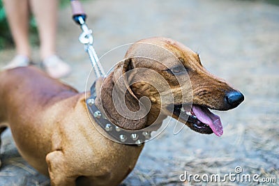 Portrait of angry red dachshund jaws with fangs, hungry, drool. Enraged aggressive, angry dog Stock Photo