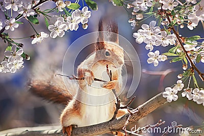 Portrait animal funny cute redhead squirrel stands on tree blooming white cherry buds in may Sunny garden Stock Photo