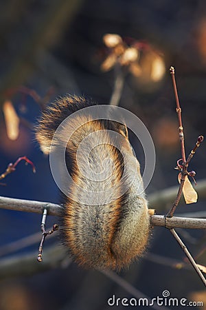 Portrait of animal red squirrel rear view of chic fluffy tail il Stock Photo