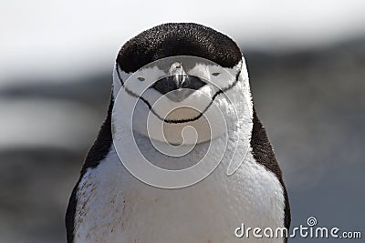 Portrait of Antarctic penguin Chinstrap or Antarctic summer Stock Photo