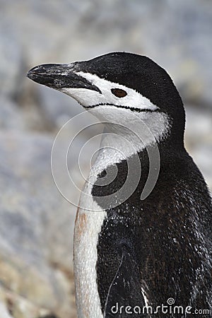 Portrait of Antarctic penguin near colony the Antarctic Stock Photo