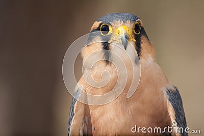Aplomado Falcon Portrait Stock Photo