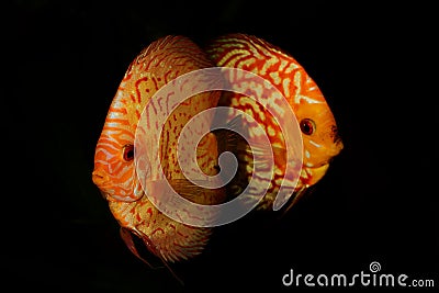 Portrait of aquarium discus fishes fish Symphysodon on black backround Stock Photo