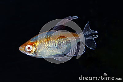 Portrait of aquarium fish - Congo tetra Phenacogrammus interruptus on black background Stock Photo