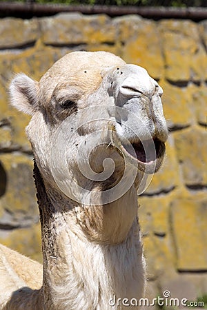 Portrait Arabian camel, Camelus dromedarius Stock Photo