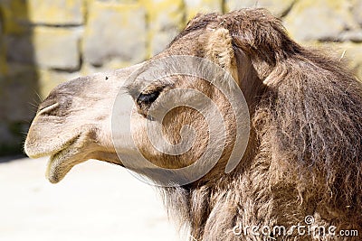 Portrait Arabian camel, Camelus dromedarius Stock Photo