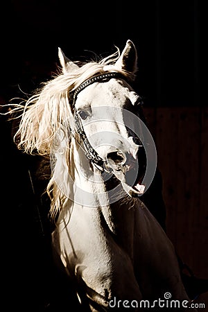 Portrait of Arabian horse Stock Photo