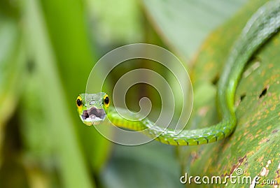 Green Vine Snake, Costa Rica Stock Photo