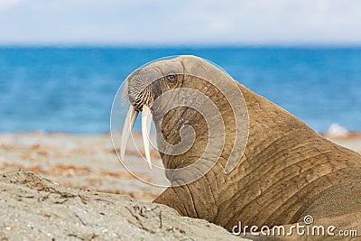 Portrait arctic walrus odobenus rosmarus with tusks, blue sea Stock Photo