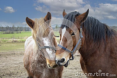 Portrait of Ardennes horses, close up animals Stock Photo
