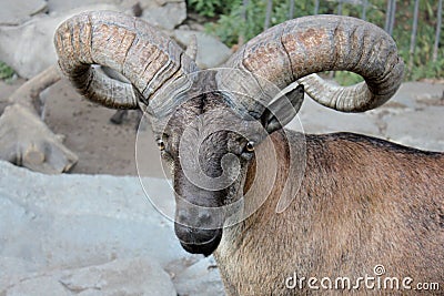 Portrait of argali mountain sheep with large curved horns Stock Photo