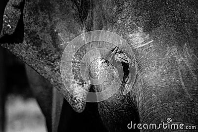 Portrait Asia elephant in black and white Stock Photo