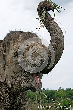 Portrait of an Asian elephant. Indonesia. Sumatra. Way Kambas National Park. Cartoon Illustration