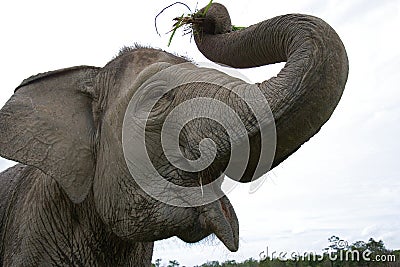 Portrait of an Asian elephant. Indonesia. Sumatra. Way Kambas National Park. Cartoon Illustration