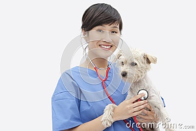 Portrait of Asian female veterinarian examining dog over gray background Stock Photo