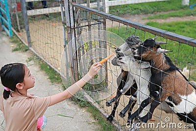Portrait of Asian girl child feed carrot to goats in cage at zoo Stock Photo