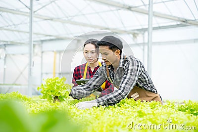 Portrait asian old man with vegetables hydroponic. Hydroponics greenhouse farm organic fresh harvested vegetables concept Stock Photo
