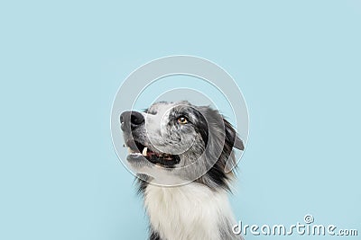 Portrait attentive border collie looking up. Concept pet obedience. Isolated on blue colored background Stock Photo