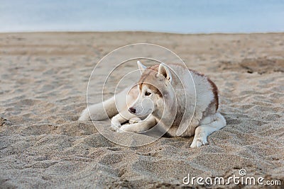 Portrait of attentive siberian husky dog lying on sea front at sunset Stock Photo