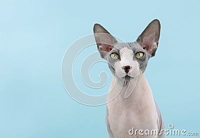 Portrait attentive sphynx cat. Isolated on blue colored background Stock Photo