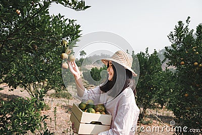 Agriculturist Farmer Woman is Harvest Picking Orange in Organic Farm, Cheerful Woman in Happiness Emotion While Reaping Oranges in Stock Photo