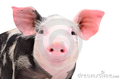 Portrait of attractive little piggy Stock Photo