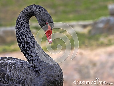 Portrait of Australian Black Swan, Cygnus atratus Stock Photo