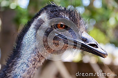 Portrait of Australian Emu bird Dromaius novaehollandiae.View of an Emu`s head and neck close up. Stock Photo