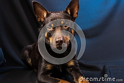 Portrait of an Australian Kelpie dog in a studio on a dark background Stock Photo