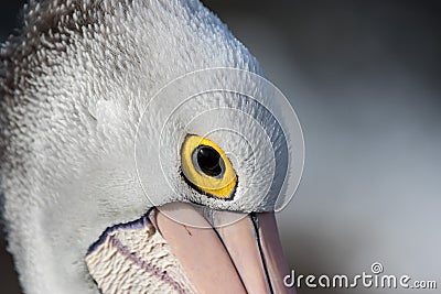 Close up Portrait of Australian Pelican with yellow eyes Pelecanus conspicillatus Australia Stock Photo