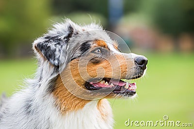 Portrait of an Australian Shepherd dog Stock Photo