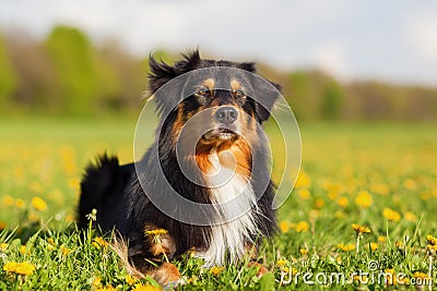 Portrait of an Australian Shepherd dog Stock Photo