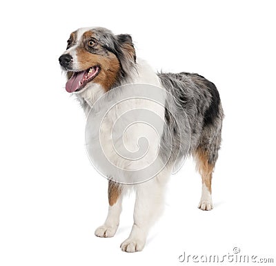 Portrait of Australian Shepherd dog standing in front of white b Stock Photo