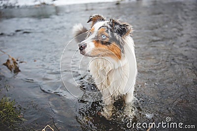 Portrait of Australian Shepherd puppy bathing in water in Beskydy mountains, Czech Republic. Enjoying the water and looking for Stock Photo