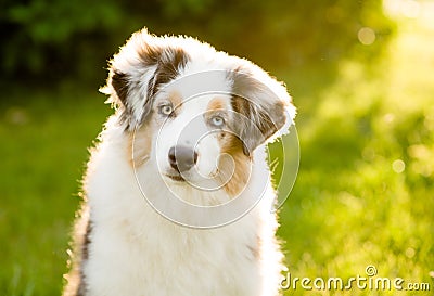 Portrait australian shepherd puppy Stock Photo