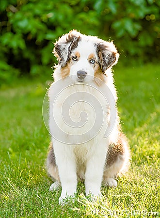 Portrait australian shepherd puppy sitting on green grass Stock Photo