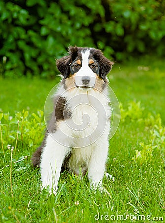 Portrait australian shepherd puppy sitting on green grass Stock Photo