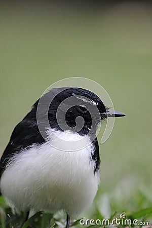 Portrait of an Australian Willy Wagtail Stock Photo