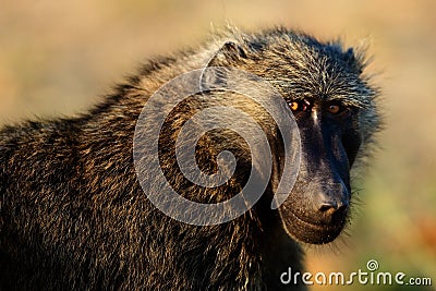 Portrait of a baboon. Stock Photo
